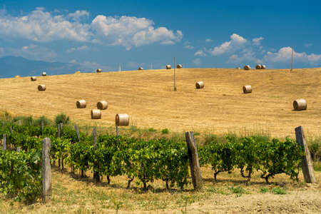 Rural landscape at summer in Calabria, Italy, near Spezzano Albanese, in Cosenza province, with vineyardの写真素材