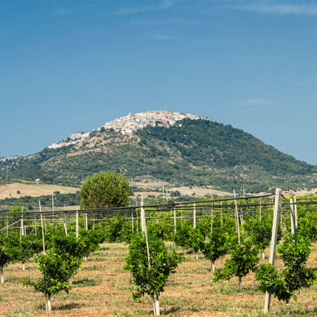 Rural landscape near Policoro, Matera, Basilicata, Italy, at summer. Panoramic view of Rotondellaの写真素材