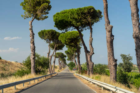 Road with tall pines near Rocca Imperiale Marina, Cosenza, Calabria, Italy, at summerの写真素材