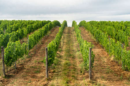 Rural landscape near Venosa, Potenza, Basilicata, Southern Italy, at summer. Vineyards