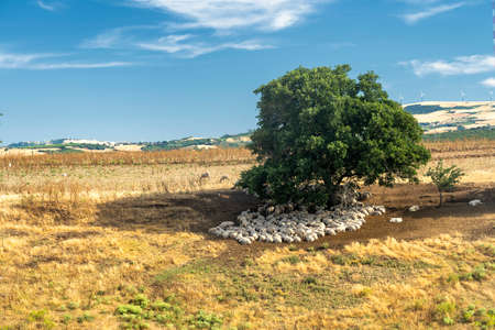 Rural landscape near Venosa, Potenza, Basilicata, Southern Italy, at summer.の写真素材