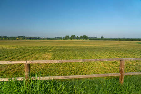 Summer landscape along the cycle path of the Po river, iin the Lodi province, Lombardy, Italy