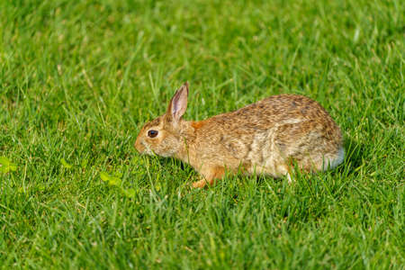 Milan, Lombardy, Italy: a rabbit in the Citylife park at sprintime during the covid-19 lockdownの写真素材