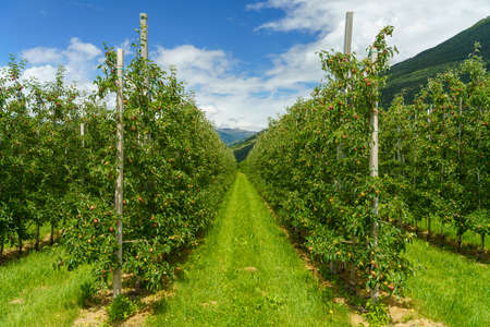 Summer landscape along the cycleway of the Venosta valley and the Adige river, in the Bolzano province, Trentino Alto Adige, Italy. Applesの写真素材