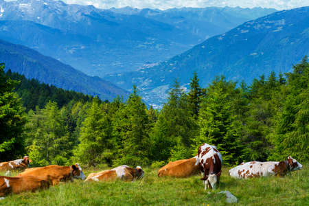 Mountain landscape at summer along the road to Mortirolo pass, in Brescia province, Lombardy, Italy....