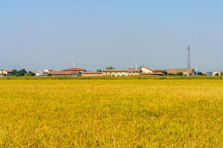The country near Bereguardo, Pavia, Lombardy, Italy, at Septemberの写真素材