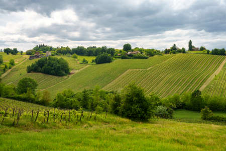 Vineyards in Oltrepo Pavese, Lombardy, Italy. Rural landscape at springtime near Casteggio