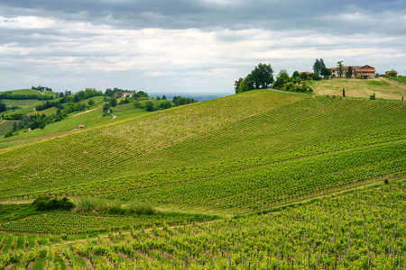 Vineyards in Oltrepo Pavese, Lombardy, Italy. Rural landscape at springtime near Casteggio