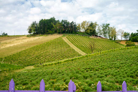 Lavender and vineyards on the hills near Godiasco, Pavia province, Lombardy, Italy, at springtime