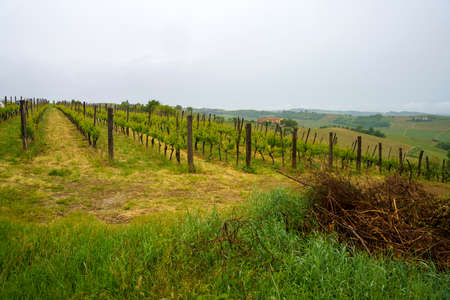 Rural landscape in Monferrato,  Vineyard near Acqui Terme, Alessandria province, Piedmont, italy