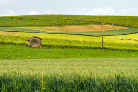 Rural landscape in Monferrato, near Casorzo, Asti province, Piedmont, Italy. Vineyards
