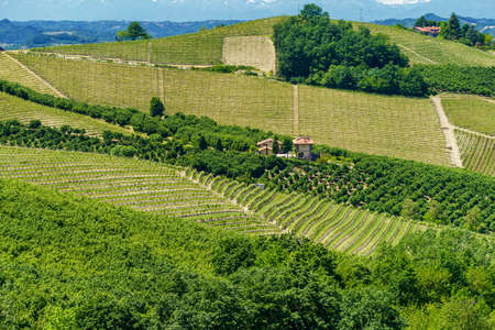 Rural landscape of vineyards at springtime in Langhe, Cuneo province, Piedmont, Italyの写真素材
