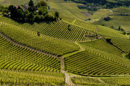 Rural landscape of vineyards at springtime in Langhe near Alba, Cuneo province, Piedmont, Italy