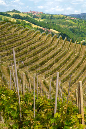 Rural landscape at springtime in Langhe near Dogliani, Cuneo province, Piedmont, Italyの写真素材