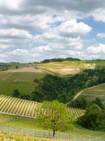 Rural landscape at springtime in Langhe near Dogliani, Cuneo province, Piedmont, Italyの写真素材