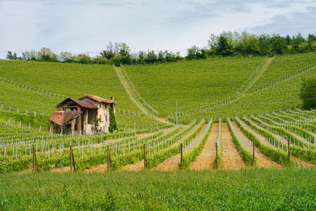 Rural landscape in Monferrato, Unesco World Heritage Site. Vineyard near Gavi, Alessandria province, Piedmont, italyのeditorial素材