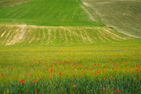 Country landscape at spring near Riolo and Castellarano, Reggio Emilia province, Emilia-Romagna,...