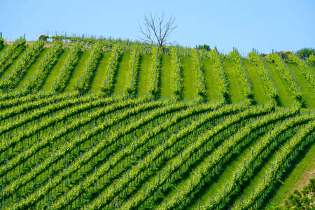 Country landscape near Guiglia, Modena province, Emilia-Romagna, Italy, at springtime. Vineyardの写真素材