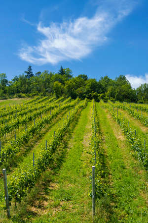 Country landscape on the hills in the Bologna province, Emilia-Romagna, Italy, near Imola and Riolo Terme, at springtimeの写真素材