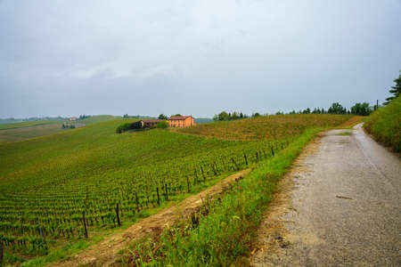Rural landscape in Monferrato, Unesco World Heritage Site. Vineyard near Acqui Terme, Alessandria province, Piedmont, italyのeditorial素材