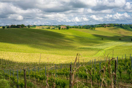 Rural landscape in Monferrato, Unesco World Heritage Site, near Calliano, Asti province, Piedmont, Italy. Vineyardsのeditorial素材