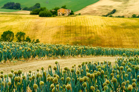 Country landscape along the road from Cingoli to Appignano, Ancona province, Marche, Italy, at...