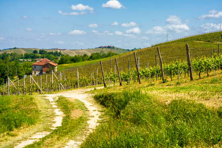 Rural landscape of vineyards at springtime in Langhe near Dogliani, Cuneo province, Piedmont, Italy, Unesco World Heritage Site.のeditorial素材