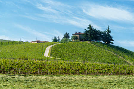 Vineyards of Monferrato near Nizza Monferrato, Asti province, Piedmont, Italy, at springtimeのeditorial素材