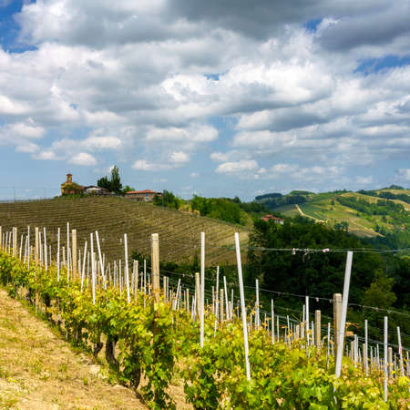 Rural landscape at springtime in Langhe near Dogliani, Cuneo province, Piedmont, Italy, Unesco World Heritage Site.のeditorial素材