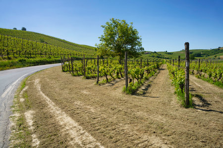 Vineyards of Monferrato near Mombaruzzo, Asti province, Piedmont, Italy, at springtimeのeditorial素材