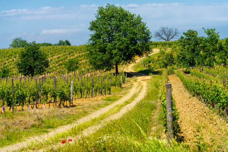 Rural landscape at springtime in Monferrato near Gavi, Alessandria province, Piedmont, Italy, Unesco World Heritage Site.のeditorial素材