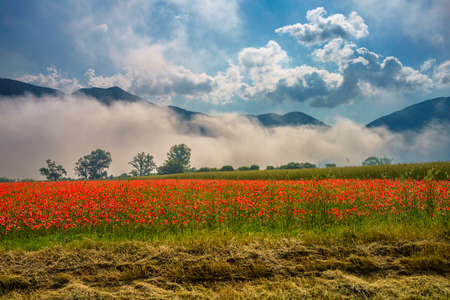 Rural landscape along the road from Norcia to Cittareale, Perugia province, Umbria, Italy, at springtime. Red poppiesの写真素材