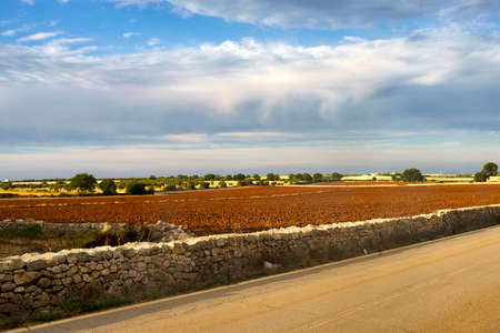 Country landscape in June between Bitonto and Conversano, Bari province, Apulia, Italyの写真素材