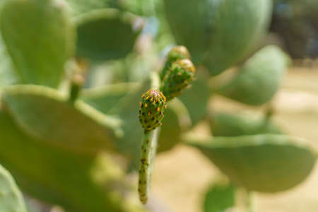 Cactus pear at Santa Maria di Cerrate, abbey in Lecce province, Apulia, Italy, at Juneの写真素材