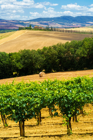 Rural landscape along the road to Castiglione, Siena province, Tuscany, Italy, at summerの写真素材