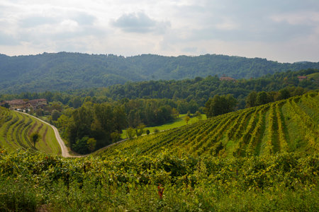 Vineyards in the park of Curone at Monte di Rovagnate, Lecco province, Lombardy, Italy, in autumnの写真素材