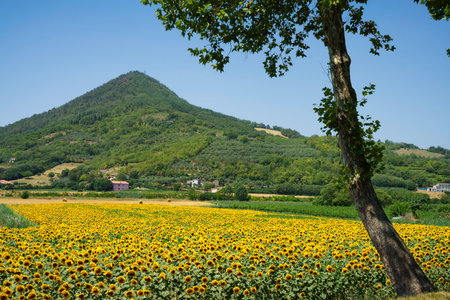 Rural landscape on the Colli Euganei, in Padua province, Veneto, Italy, at summer