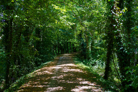 Landscape along the cycleway of Sile river near Treviso, Veneto, Italy, at summer