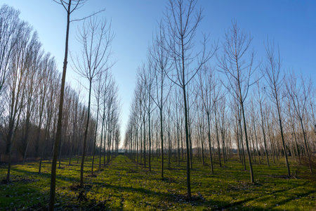 Rural landscape in February near Muggiano, Milan, Lombardy, Italy