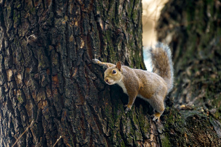A wild squirrel in via Emanuele Filiberto at Milan, Lombardy, Italyの写真素材
