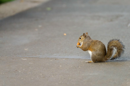 A wild squirrel in via Emanuele Filiberto at Milan, Lombardy, Italyの写真素材