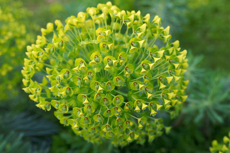 Yellow flowers in the springtime (April) at Citylife park, Milan, Lombardy, Italyの写真素材
