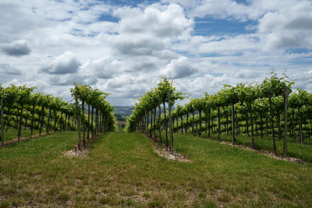 Hills of Oltrepo Pavese, Pavia province, Lombardy, Italy, at springtime. vineyards