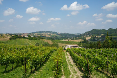 Rural landscape on the Tortona hills, Alessandria province, Piedmont, Italy, at Juneの写真素材