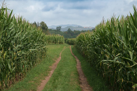 Landscape in the natural park of Curone and Montevecchia, Lecco province, Brianza, Lombardy, Italy, in Septemberの写真素材
