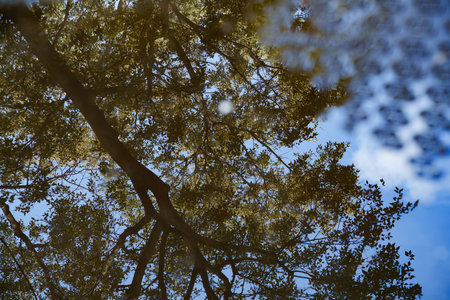 Milan, Lombardy, Italy: tree reflected in a puddle along via Biondiの写真素材