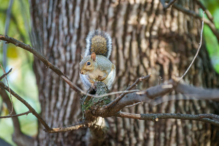 A wild squirrel in via Leon Battista Alberti at Milan, Lombardy, Italyの写真素材