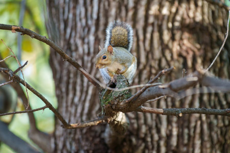 A wild squirrel in via Leon Battista Alberti at Milan, Lombardy, Italyの写真素材