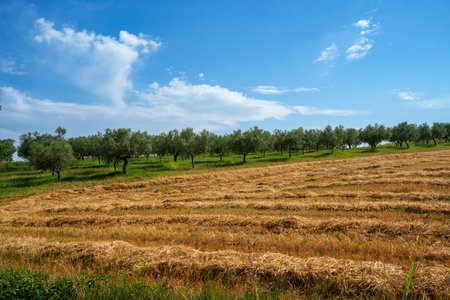 Country landscape near Loreto Aprutino, Pescara province, Abruzzo, Italy, at summerの写真素材