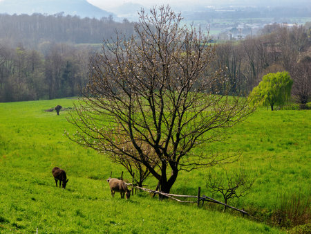 Donkeys at pasture near Ello, Brianza, Lecco province, Lombardy, Italy, at springtimeの写真素材